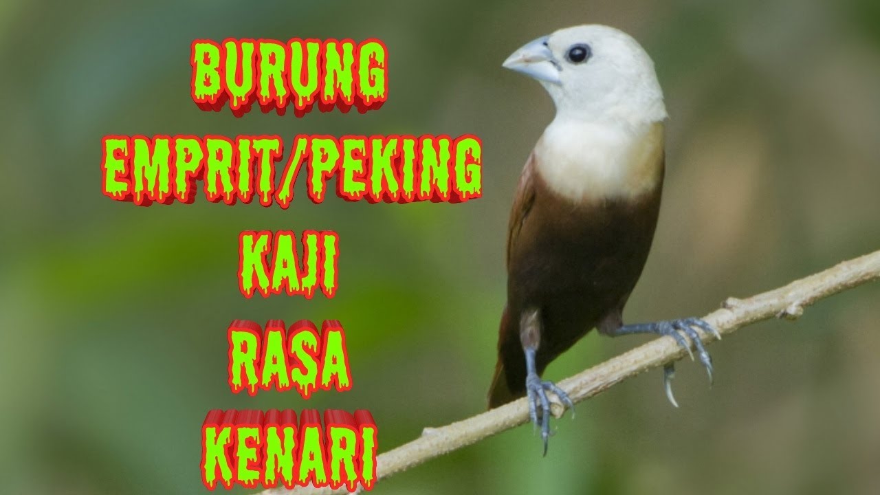 40++ Harga burung emprit kaji 2019 terupdate