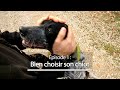 Chiens de chasse #1 : Bien choisir son chiot