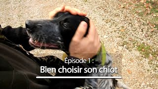 Chiens de chasse #1 : Bien choisir son chiot