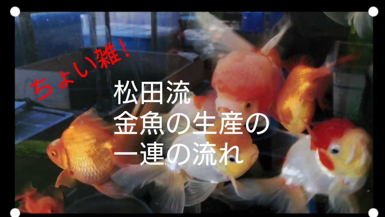 ウチ流！金魚の生産の一連の流れ！の話 - YouTube