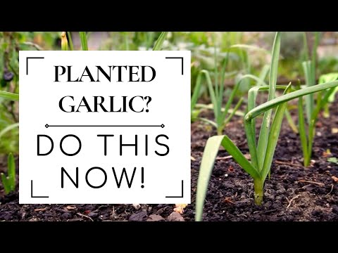 Video: Kettle River Garlic Info – Leer over de verzorging en het gebruik van Giant Kettle River Garlic