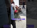 带狗朝圣和盲人带导盲犬去爬泰山有什么区别 #小狗 #内容启发搜索 #朝圣者