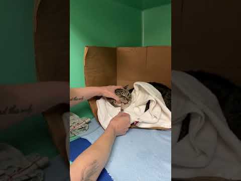 How to syringe feed a cat.