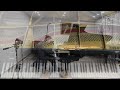 Chopin. Prelude No.3 | Artem Liakhovych