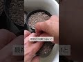 3/31枝豆の種まき　知らなくて1粒だけ　あわててもう1粒　枝豆は2本立ちにしないと収穫量が多くなりません