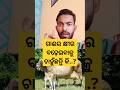 How To Increase The Milk Of A Cow In Odisha 