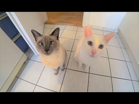 Video: Wie Man Katzen Versöhnt