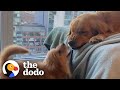 Golden Retriever Falls In Love With His Annoying Little Sister | The Dodo