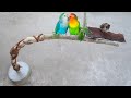 Making a Wooden Resting Pole for My Little Bird