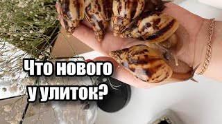 ЧТО НОВОГО У УЛИТОК? | РАССЕЛЕНИЕ, НОВАЯ КЛАДКА