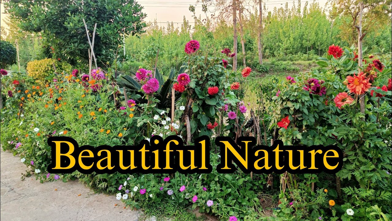 Beautiful Nature 