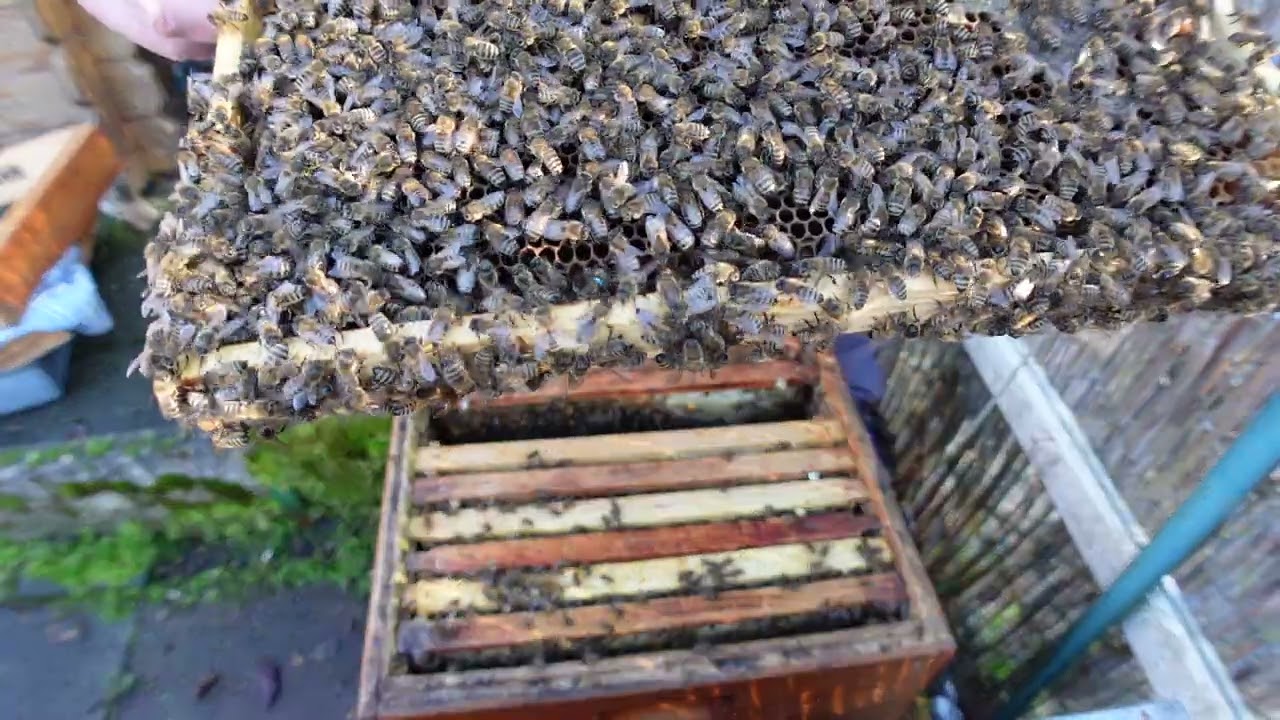 Frühling 2026. Königin freilassen. 