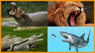 Deadliest Animal Mouths That Will Give You Chills | Pets Guideline by Pets Guideline 65 views 1 year ago 6 minutes, 23 seconds