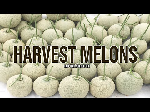 Harvest Melons (Cantaloupe) - Growing Melons For Beginners