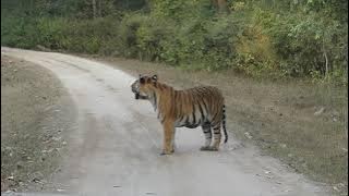 Kanha National Park; Kanha Tiger Reserve India Part 4 of India and Sri Lanka Trip