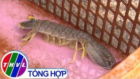 THVL | Phát triển mô hình nuôi tôm tích lồng tại Cà Mau