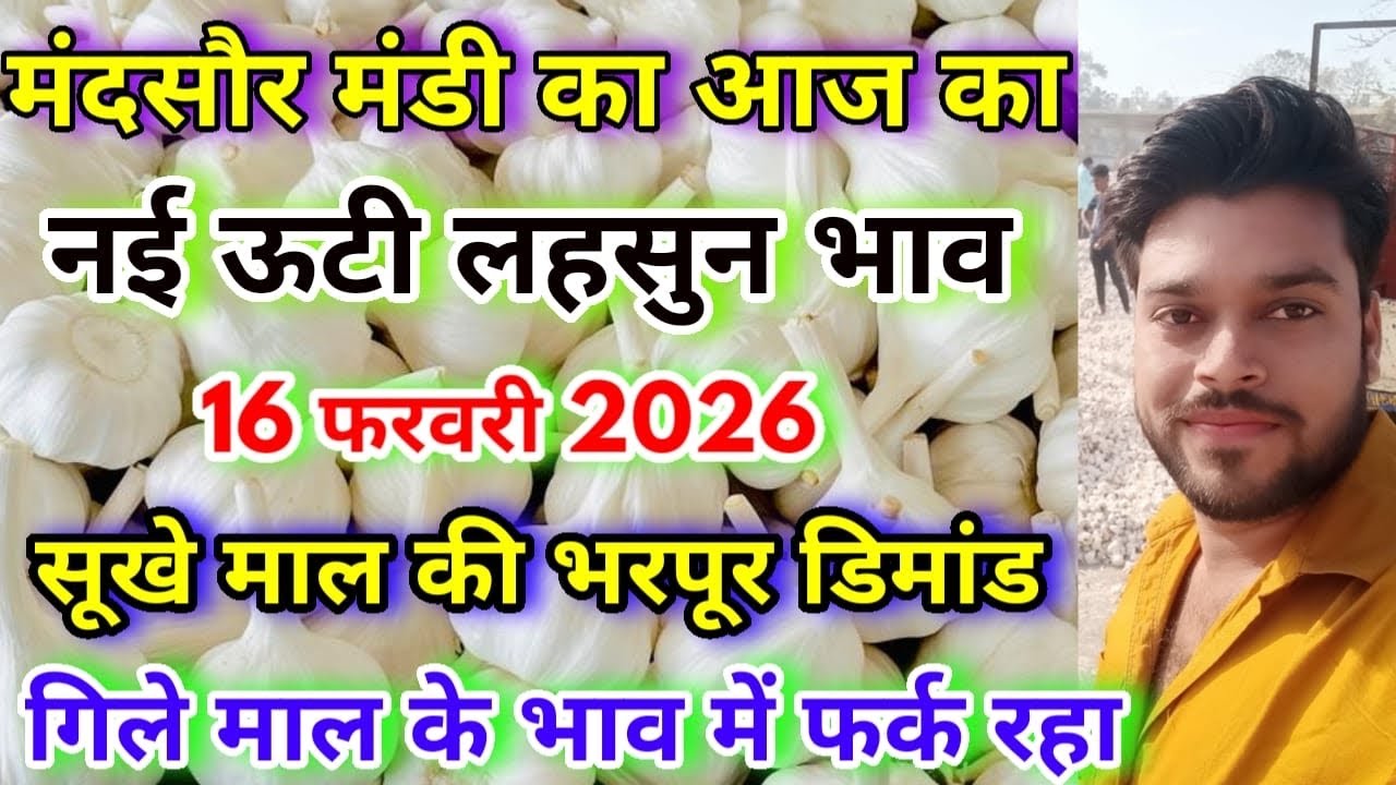 नई ऊटी लहसुन का भाव | Aaj Ka Lahsun Ka Bhav | Today Garlic Rate | Mandsaur Mandi Lahsun Bhav 