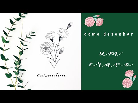 Vídeo: Como Desenhar Um Cravo