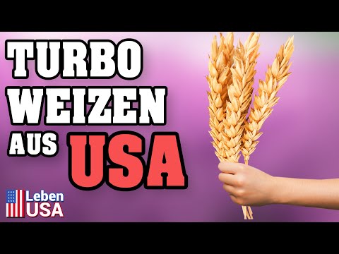 Video: Ist eine amerikanische Stechpalme einfach oder zusammengesetzt?