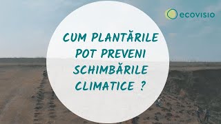 Schimbările climatice și Împădurirea