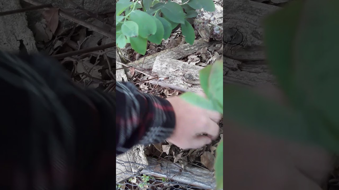 Will blueberries grow in hot places like Texas? YouTube