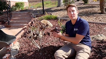 Save Water: Use Mulch