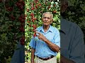 #acerola #agro #fazenda #vidanaroça #italy #france #portugal #españa #roçaraiz #sabedoriadodia