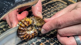 Cutting Already Polished Ammonites Fragile Is It Worth It?