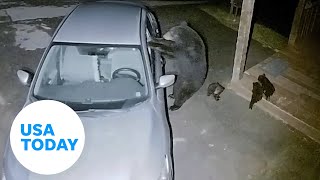 Mama bear shatters window searching for food | USA TODAY