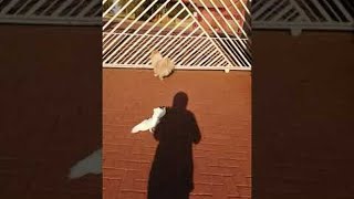 Barking Bird Guards the House like a Dog || ViralHog Barking Bird Guards the House like a Dog || ViralHog