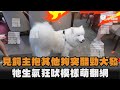 見飼主抱其他狗突醋勁大發　牠生氣狂吠模樣萌翻網