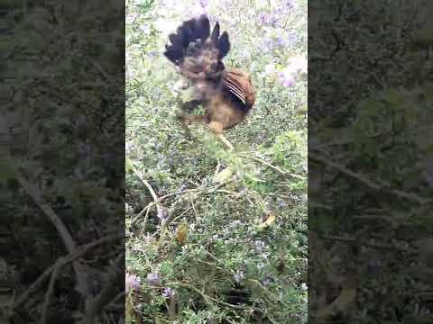 Video [ Bonsai Nin ] cây linh sam ra hoa và đàn gà #shorts - youtube