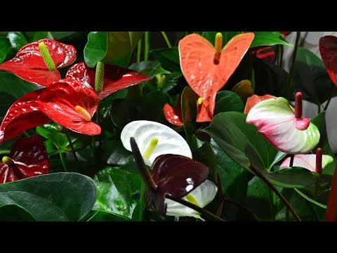 Video: Crni Anthurium: fotografija, opis, njega