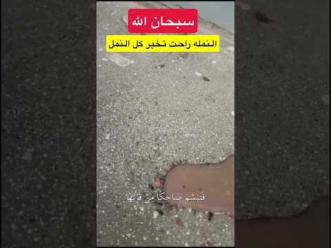 النمله راحت تخبر كل النمل اكسبلور  قرآن