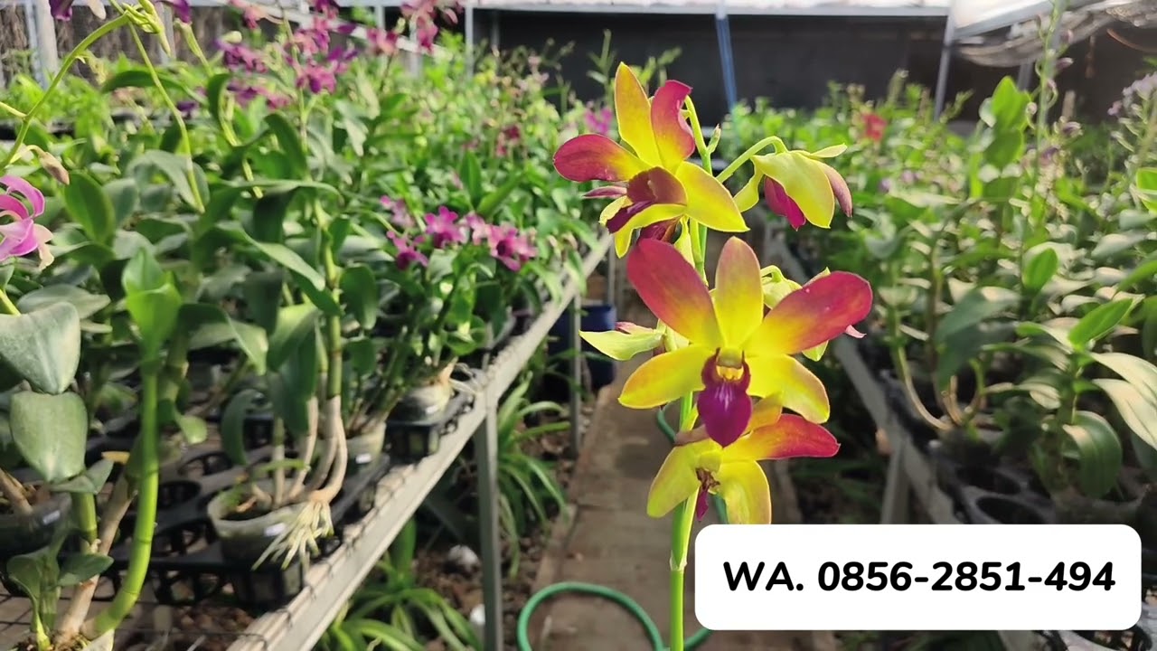 Promo Anggrek Bonus Pupuk Anggrek Tanaman Subur Rimbun Besar Anggrek Hiasan Rumah Kantor Halaman