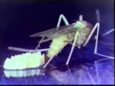 Video: Produktivnost Habitata In Dovzetnost Za Piretroide Komarjev Aedes Aegypti V Dar Es Salaamu, Tanzanija