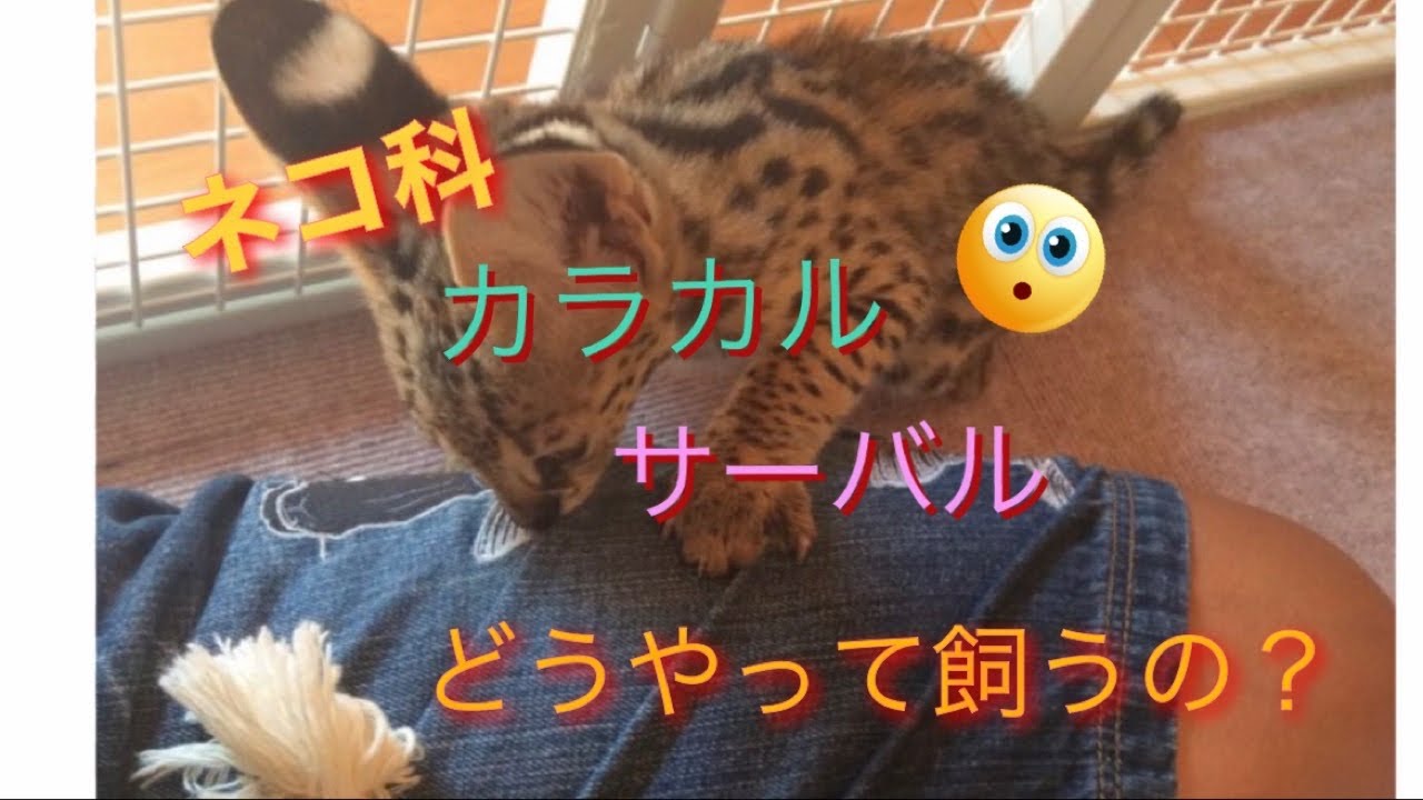カラカル サーバル どうやって飼うの Youtube