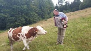 Cow In Love With Accordion 432 Hz