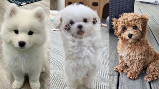 Having Dogs is Like Having Kids😂 by gudradry 4,756 views 13 days ago 14 minutes, 42 seconds