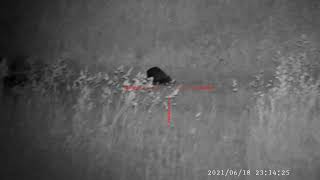 Mårhund hun Lundø 16/6-2021