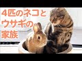 ウサギと猫が一緒に暮らすと…？ ゆるくほっこりな大家族の誕生です♡