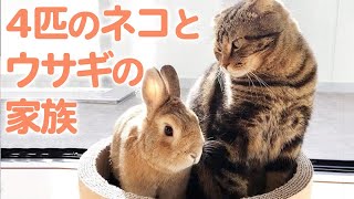 ウサギと猫が一緒に暮らすと ゆるくほっこりな大家族の誕生です Youtube ウサギと猫が一緒に暮らすと ゆるくほっこりな大家族の誕生です Youtube