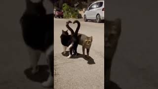 cat love, very cute and funny pets