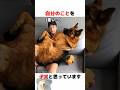 自認が子犬なデカいワンコ