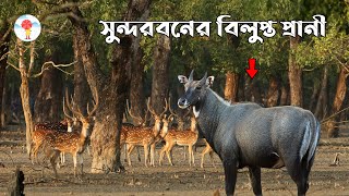 সুন্দরবনের বিলুপ্ত প্রাণী সমূহ | Extinct animals of the Sundarbans | সুন্দরবন - Inforain