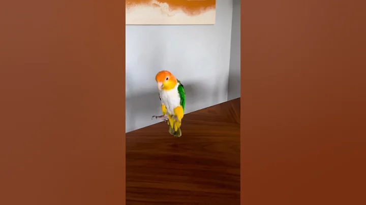 She loves dancing 😂, caique parrot #shorts