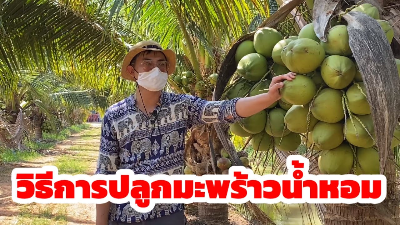 วิธีการปลูกมะพร้าวน้ำหอม ในพื้นที่ภาคอีสาน ทำอย่างไรให้ประสบความสำเร็จ เราพามาเรียนรู้จาก โอเคฟาร์ม | เนื้อหาเอ เวอร์ กรี น จันทบุรีที่สมบูรณ์ที่สุด