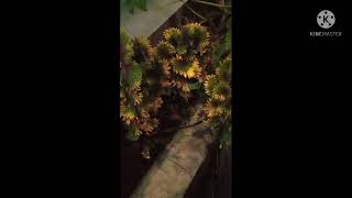 Like a Plastic Flower I Indonesia #shorts #java #westjava #sunda #garut