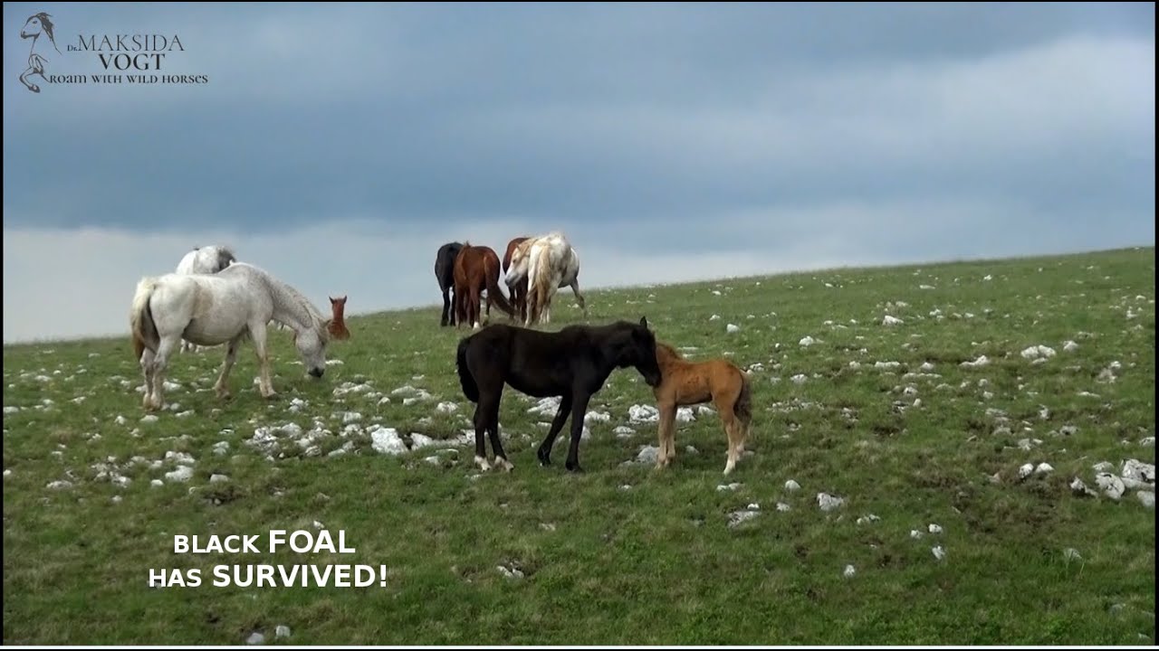 Black foal has survived!