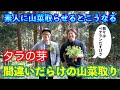 【タラの芽】素人が山菜採るとこうなる　山菜採りの注意事項　新潟県　This is NIIGATA　これが新潟だ